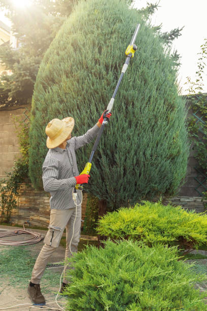 Best Tree Removal Services  in Berryville, VA